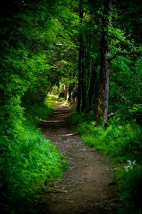 When on the trail always give the right of way to hikers going?