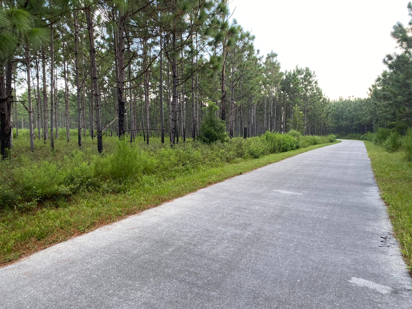 Ocala National Forest - Preserving Nature For You
