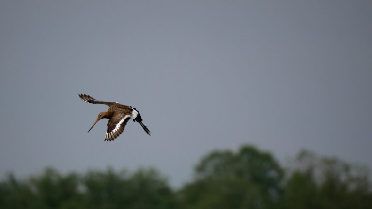 godwit, bird flight, migratory bird, snipe, bird, flying, heaven, migratory birds, nature, birds, water bird