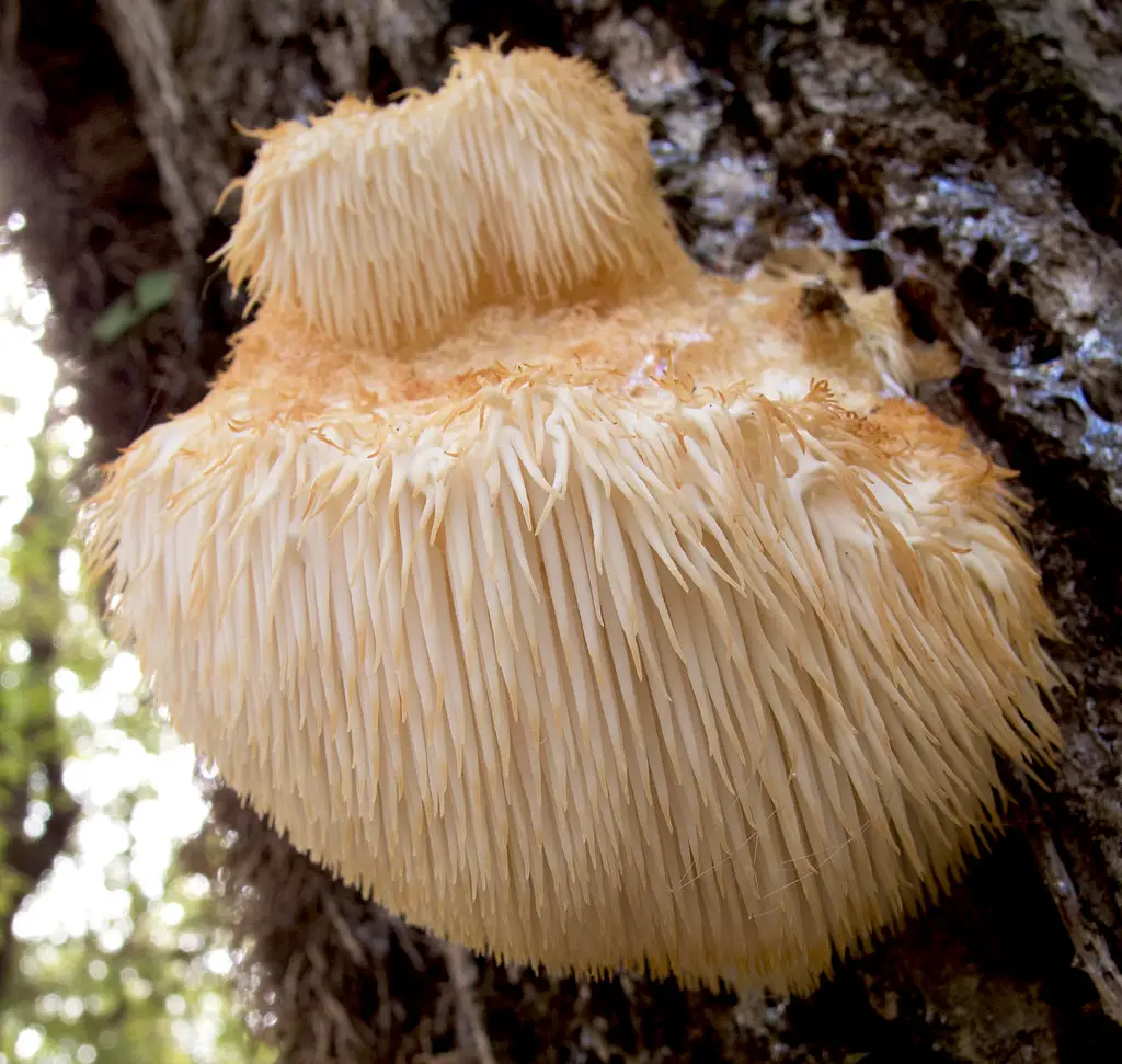 Medicinal Mushrooms